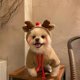 thumbnail image 5 of XS Disfraz de Navidad para perro y gato, vestido divertido para mascota, trajes para cachorros, ropa de Navidad, 5 of 5
