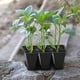 thumbnail image 5 of Bandeja de siembra de semillas Gardzen, paquete de 30 unidades, 6 celdas, para plántulas, 5 of 5
