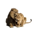 thumbnail image 2 of Lion and Lioness Cuddling Wall Decal by Wallmonkeys Peel and Stick Graphic (18 in W x 14 in H) WM298847, 2 of 4