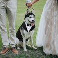 thumbnail image 5 of Dog Suit And Bandana Set, Dogs Tuxedo Wedding Party Suit, Dog Prince Wedding Bow Tie Shirt Formal Dog Weeding Attire For Large And Medium Dogs Golden, 5 of 5