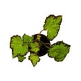 thumbnail image 2 of BubbleBlooms Harmony's Leprechaun's Kiss Begonia, Begonia Rex in 4 inch Pot, Spiral-Leaf Begonia, Variegated, Unique Homegrown Exclusive, 2 of 4