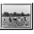 thumbnail image 2 of Historic Framed Print, Family of Italians who came from nearby towns to pick beans as day laborers on Seabrook Farms. Bridgeton, New Jersey, 17-7/8" x 21-7/8", 2 of 9