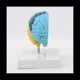 thumbnail image 3 of Hemisferio Derecho del Cerebro Modelo de Cuerpo Humano EducacióN Modelo de Cerebro 1:1 para Estudiantes EnseñAnza Estudio Modelo de Ensamblaje, 3 of 5