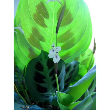 Green Prayer Plant - Maranta - Easy to grow - 6