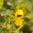 thumbnail image 5 of Partridge Pea Seeds Drought Tolerant Wild Flower & Forage Seed - 5 LB, 5 of 5