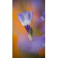 thumbnail image 2 of Anon, Ellen 20x32 Gold Ornate Wood Framed with Double Matting Museum Art Print Titled - California, Antelope Valley, Gilia flower, 2 of 4