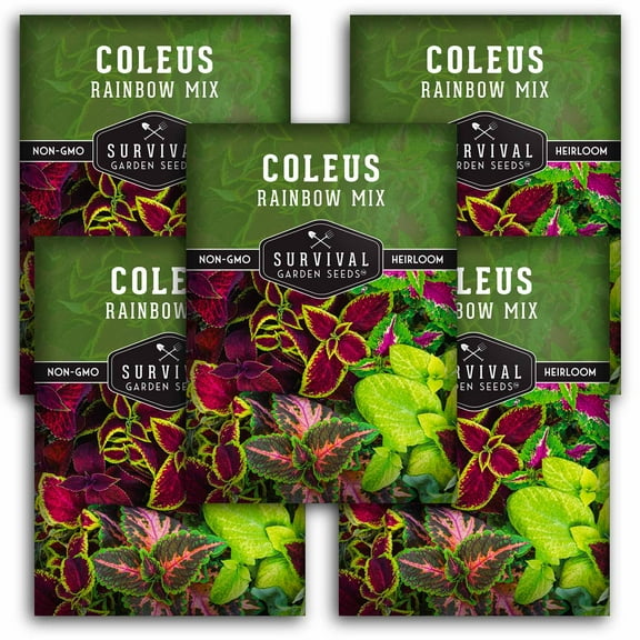 5 Packs Rainbow Mix Coleus Seed - Heirloom Perennial Shade Plants