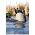 thumbnail image 2 of Avian-X Power Butt Kicker Drake Mallard Motion Duck Ultra Realistic Floating Decoy, 2 of 5