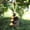 L, variant on Therapeutic Natural Shell Bells Accompanying Instrument - Handmade Wind Chimes Ideal for Meditation Yoga Home Decor & Patio Garden Use