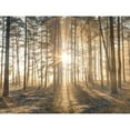 thumbnail image 3 of Frank, Assaf 14x12 Black Modern Framed Museum Art Print Titled - Misty forest with sunrays, 3 of 5