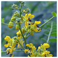thumbnail image 4 of Everwilde Farms - 50 Maryland Senna Native Wildflower Seeds - Gold Vault Jumbo Bulk Seed Packet, 4 of 4