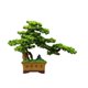 thumbnail image 1 of Bonsái de pino artificial de bienvenida, adorno for sala de estar, plantas verdes falsas, decoración de oficina, 1 of 7