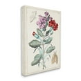 thumbnail image 4 of Stupell Industries Vintage Moths with Flowers Botanical & Floral Painting Gallery Wrapped Canvas Art Print Wall Art, 24 x 30, 4 of 8