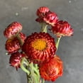 thumbnail image 3 of 100+ Seeds| Copper Red Strawflower Seeds For Planting In The Garden [BUY 3 GET 1 FREE] #k011, 3 of 4