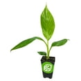 Sweet Heart Banana Live Plant Musa Starter Plant Easy to Grow