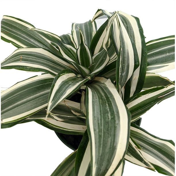 White Stripe Dragon Tree Dracaena warneckii 6&quot; Pot