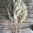 thumbnail image 5 of 20pcs Dried Pampas Grass Phragmites Communis Wedding Flower Bunch, 5 of 5