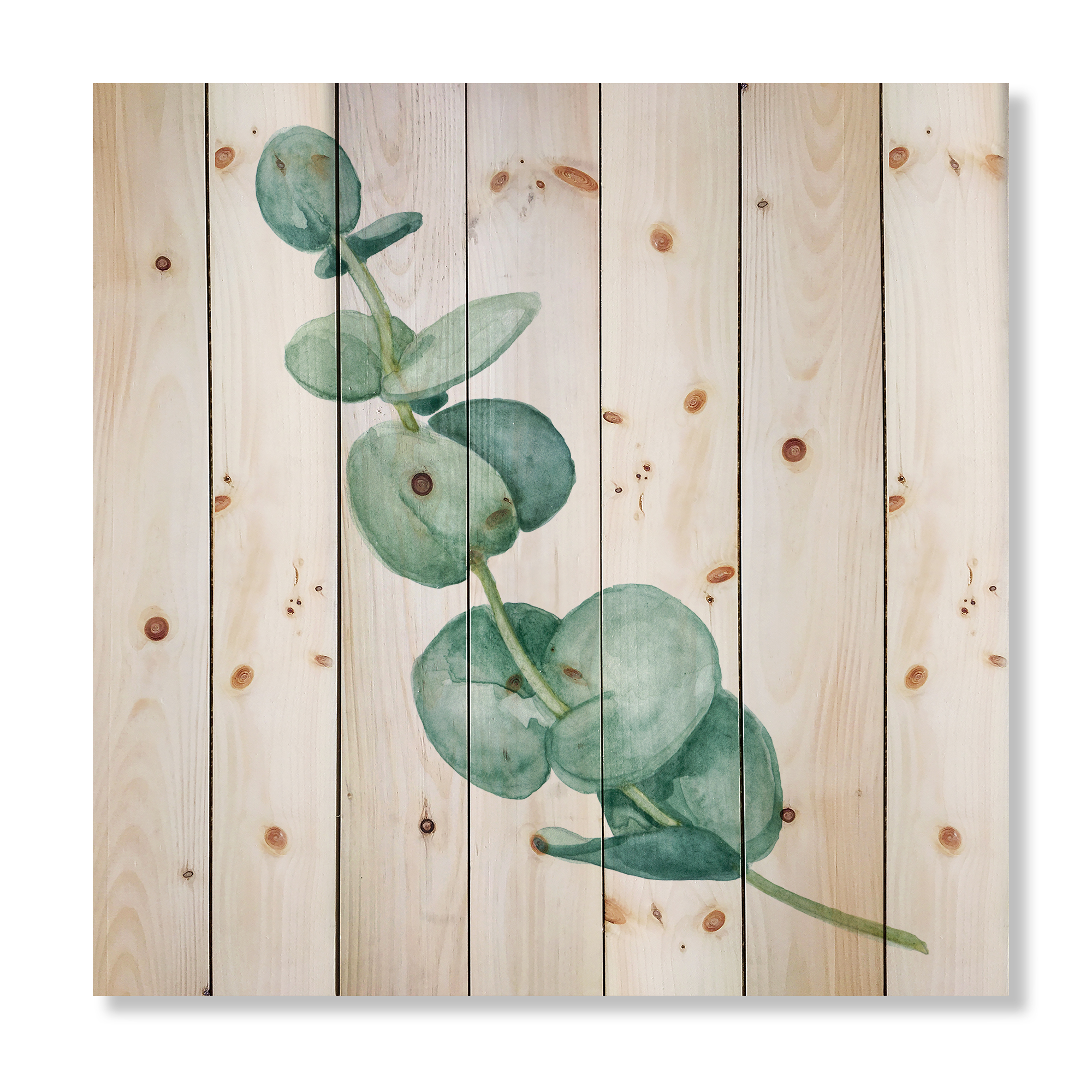 Designart 'Young Eucalyptus Branches and Leaves II' Traditional Print on Natural Pine Wood