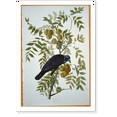 thumbnail image 2 of Historic Framed Print, American Crow, 17-7/8" x 21-7/8", 2 of 9