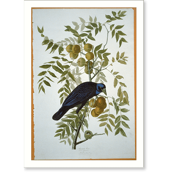 Historic Print, American Crow, 16" x 20"