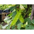 thumbnail image 7 of 50+ Winged Bean Seeds – Dragon Four-Angled Bean – Non-GMO Heirloom Climbing Vegetable – 60–90 Days to Harvest by Mai’s Family, 7 of 7