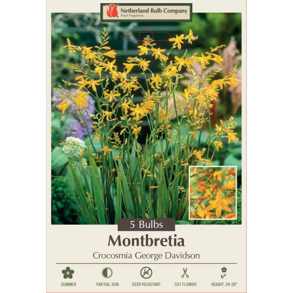 George Davidson Crocosmia - 5 Bulbs 8/10 cm - Very Hardy