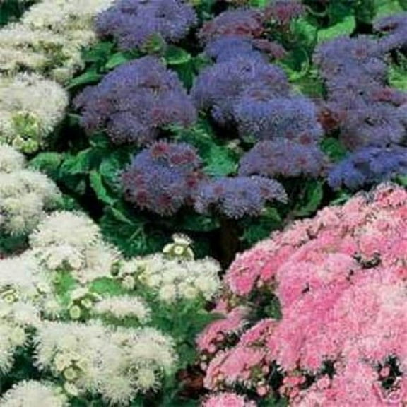 Outsidepride Ageratum Mexicanum Flower Seed Mix - 10000 Seeds
