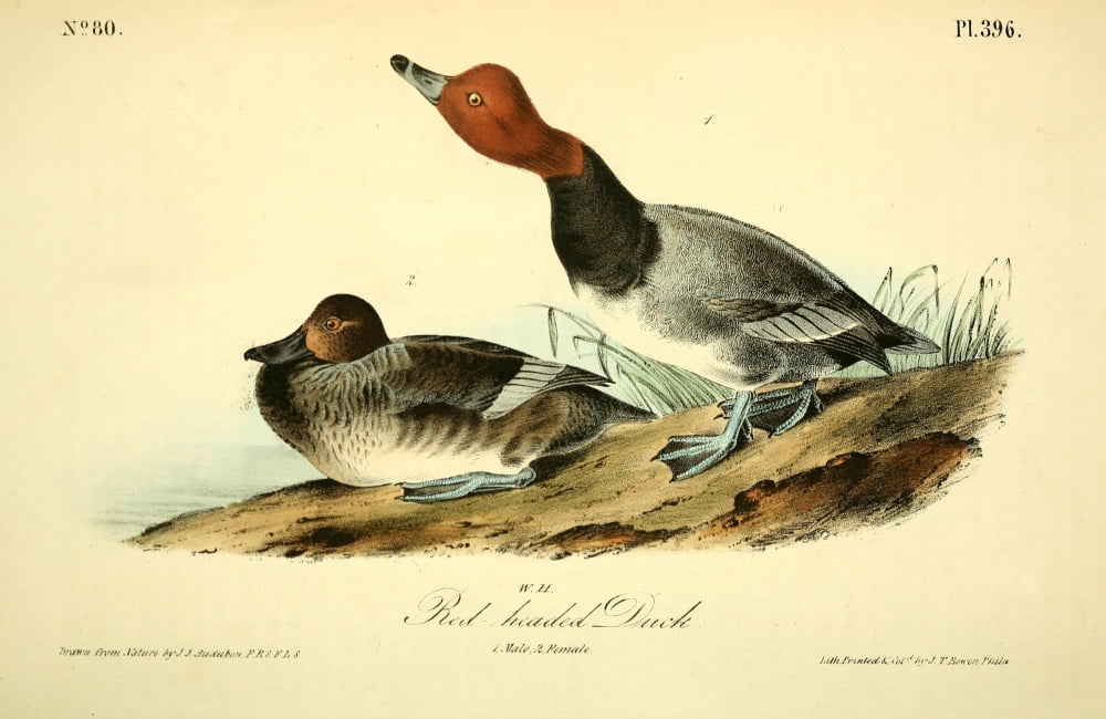 Birds Of America 18