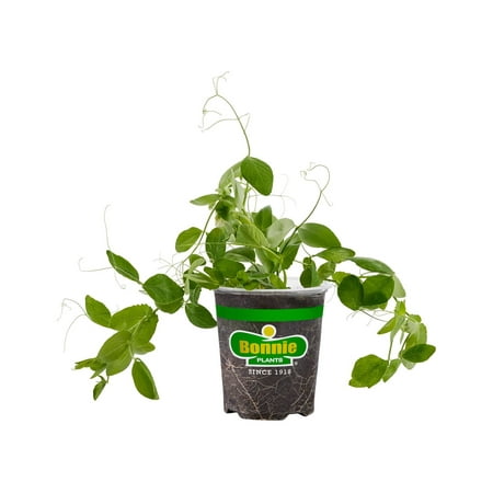 Bonnie Plants Sugar Ann Snap Pea Live Plants