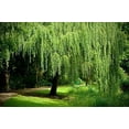 thumbnail image 2 of 2 Golden Weeping Willow Trees Ready to Plant Live Plants  Beautiful Arching Canopy, 2 of 3