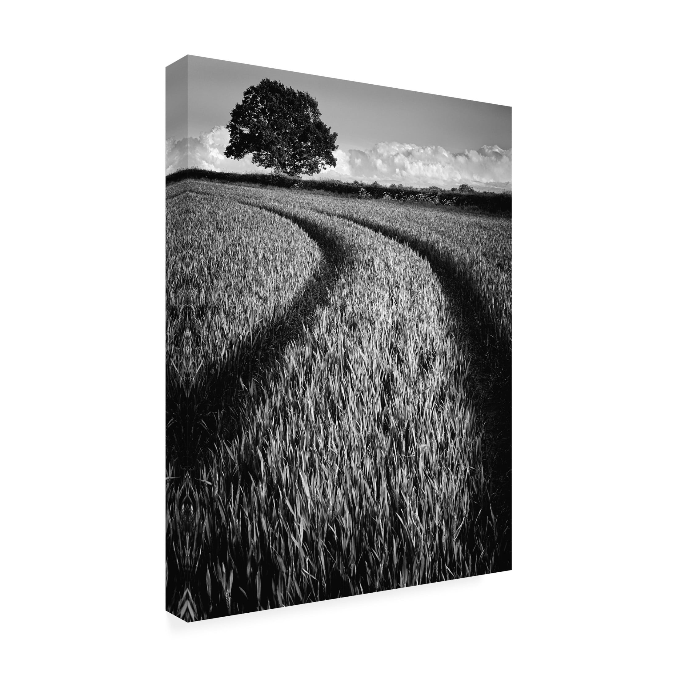 Trademark Fine Art Russell Jones Davies Tree at sunset Canvas Wall Art
