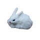 thumbnail image 5 of ZTGD Lindo 15cm Mini Conejo de Peluche de Simulación Realista Juguete Animal Modelo de Conejito Regalo, 5 of 6