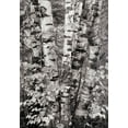 thumbnail image 2 of Unknown 24x32 Black Ornate Wood Framed with Double Matting Museum Art Print Titled - Birch Trees, 2 of 4