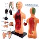 thumbnail image 4 of Modelo De Cuerpo Humano, Herramientas De Estudio De Modelo Educativo Para El Aprendizaje De Estudiantes, 4 of 7