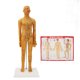 thumbnail image 1 of Modelo femenino de acupuntura de 20,9 pulgadas Modelo de acupuntura del cuerpo humano chino de alta definición transparente para la enseñanza, 1 of 10