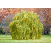 One 5 Foot Tall Golden Weeping Willow Tree Cutting - Ready to Plant - Beautiful Arching Canopy