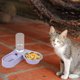 thumbnail image 4 of SWETRACE 1Ud Automático Pet Feeding Bowl Con Botella Transparente Y Giratorio Color Púrpura, 4 of 7