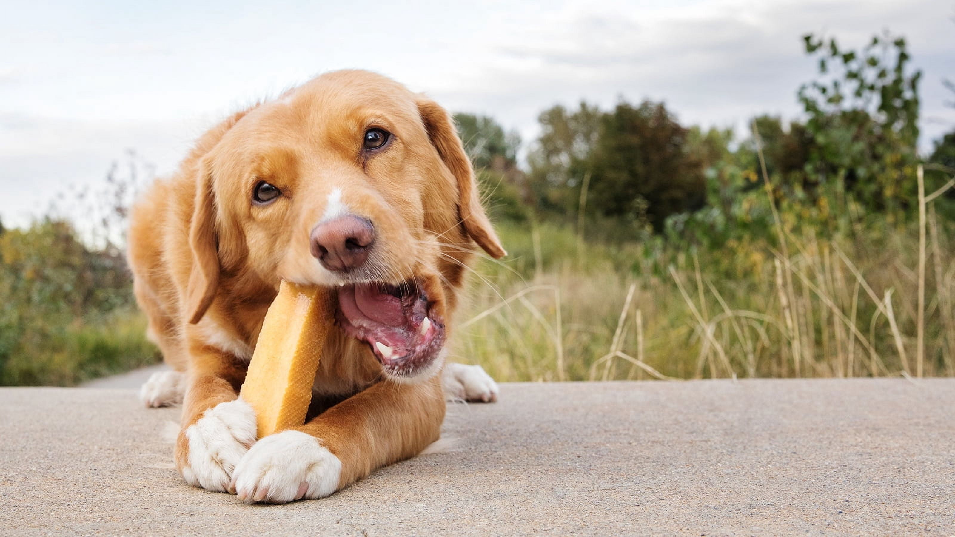 peaksNpaws Premium Yak Cheese Dog Treats - Natural Yak Chews from Himalayan Mountains - Grain Free, Lactose Free - Easily Digestible, 100% Eco-Friendly Packaging (1 Lb. Bag)