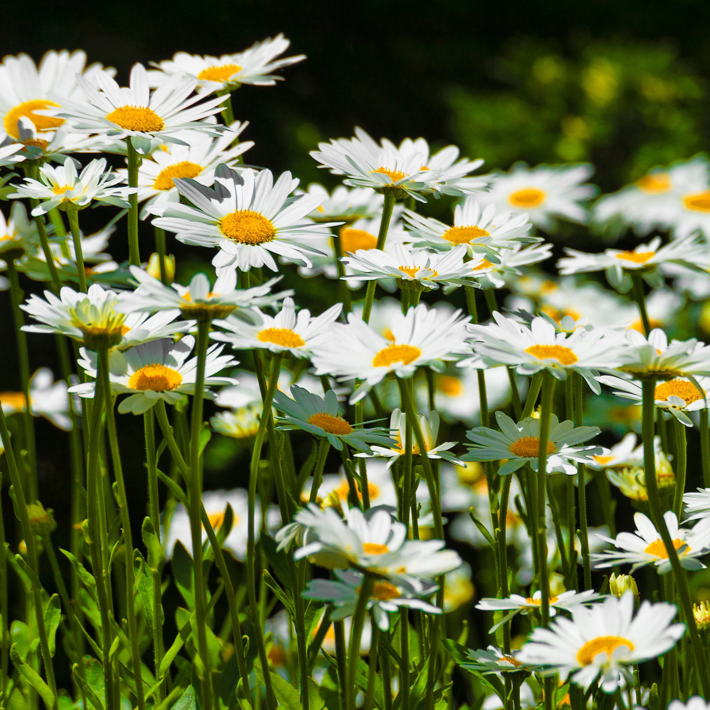 National Plant Network 1 gal. Shasta Daisy Alaska Perennial Plant (8-Pack)