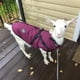 thumbnail image 3 of Large Pet Dog Jacket With Harness Winter Warm Dog Clothes For Labrador Waterproof Big Dog Coat Chihuahua French Bulldog Outfits ShopWise Round, 3 of 17