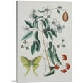 thumbnail image 1 of ARTCANVAS Lunar Moth Canvas Art Print by Mark Catesby - Size: 12" x 8" (0.75" Deep), 1 of 9