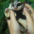 thumbnail image 1 of Phenofice 1 Set Sugar Glider Traction Rope for Small Pet with Wool and Polyester Material, 1 of 6