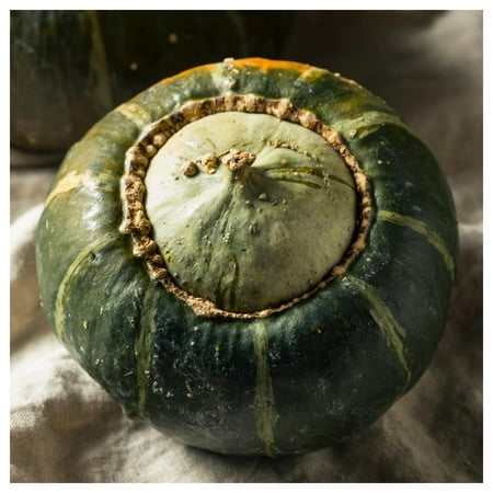 Everwilde Farms - 1 oz Organic Buttercrop Burgess Winter Squash Seeds - Gold Vault Bulk Seed Packet