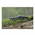 thumbnail image 1 of Salamander Cutting Board, Picturesque of a Walking Animal on Branch with Moss Blurry Background Print, Decorative Tempered Glass Cutting and Serving Board, in 3 Sizes, by Ambesonne, 1 of 2