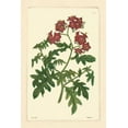 thumbnail image 2 of Vision Studio 17x24 Gold Ornate Wood Framed with Double Matting Museum Art Print Titled - Red Curtis Botanical III, 2 of 4