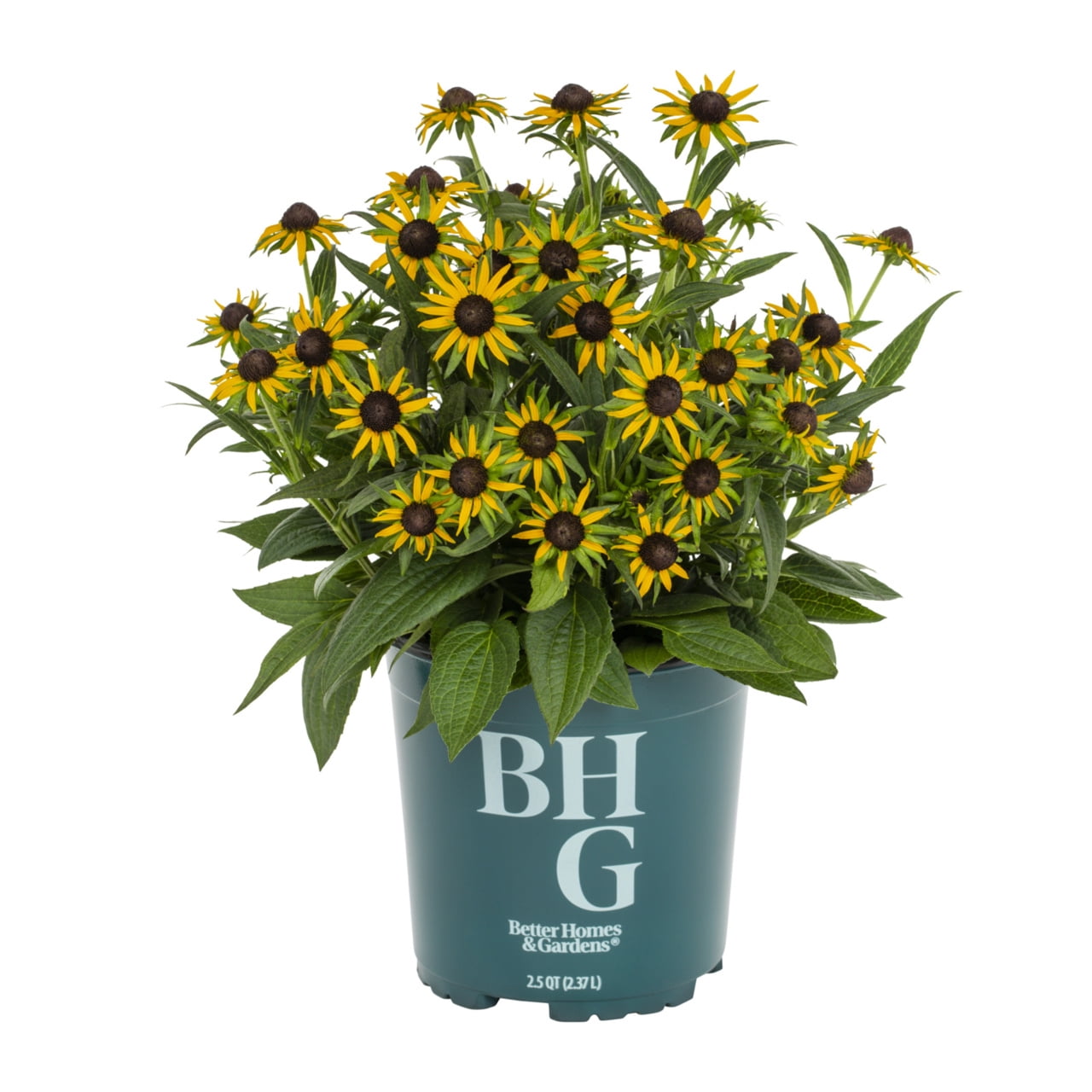 Better Homes & Gardens 2QT Yellow Rudbeckia Live Perennial Plant Sun 3-Pack