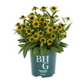 thumbnail image 2 of Better Homes & Gardens 2.5QT Yellow Rudbeckia Live Perennial Plant Sun 3-Pack, 2 of 6