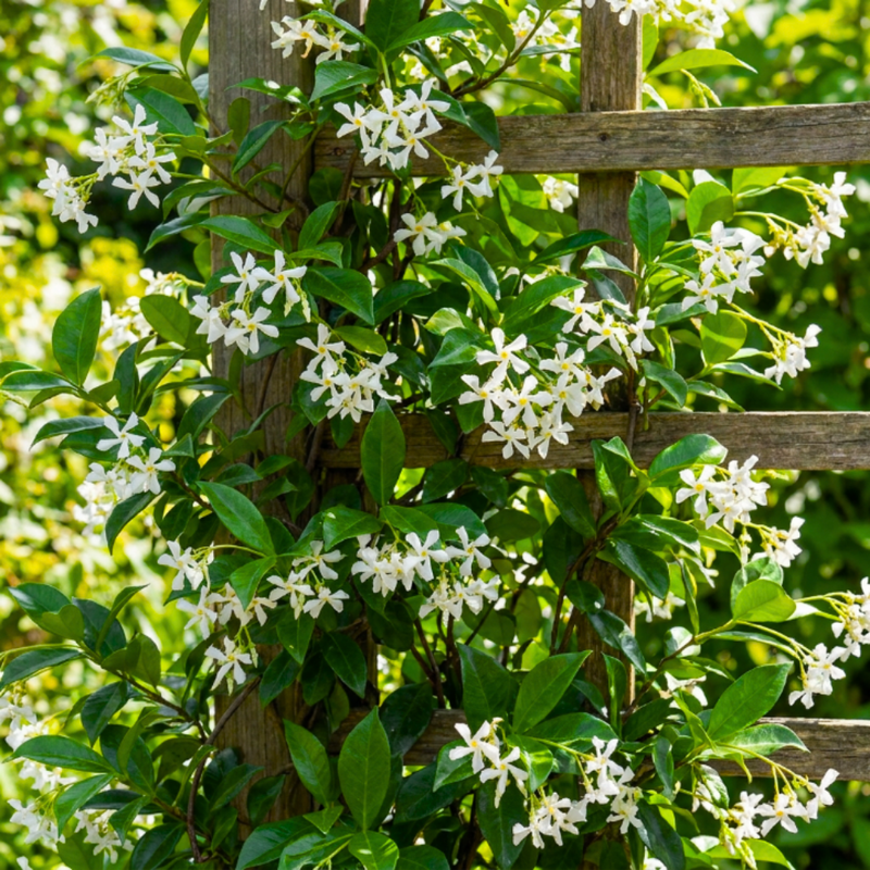 Star Jasmine Plant Live, Jasmine Flower Plant, 8 - 10 Inc Tall, Fragrant Climbing Vine for Indoor Outdoor Growing