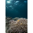 thumbnail image 2 of Rays from the setting sun shining on an anemone with a pair of clownfish Poster Print, 2 of 2