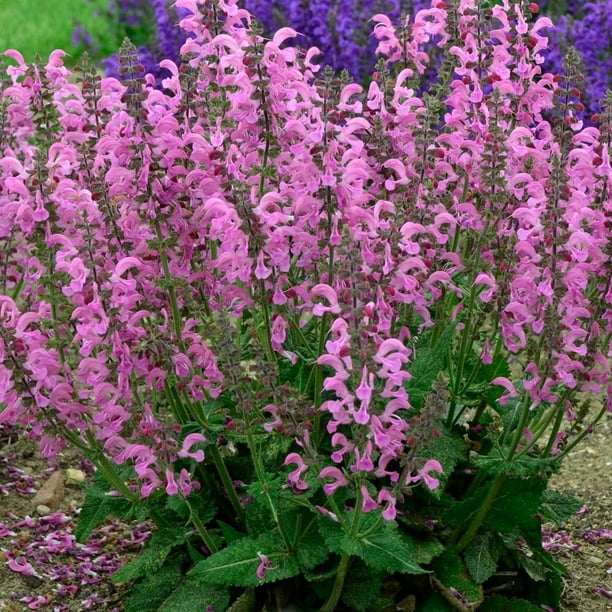 Moulin Rouge Salvia Fashionista Meadow Sage Quart Pot Walmart